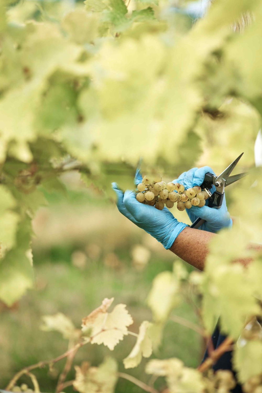 New Client : Forty Hall Vineyard image