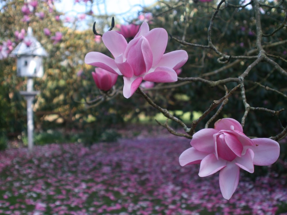 The Spring Story image