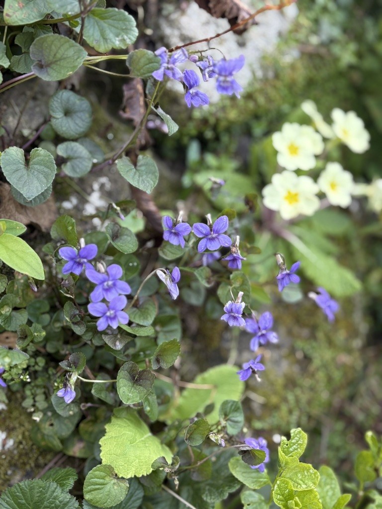 Spring Time at Ennys Cornwall image