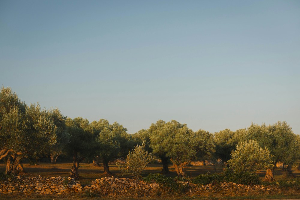 SABZI DELI LAUNCH NEW OLIVE OIL image