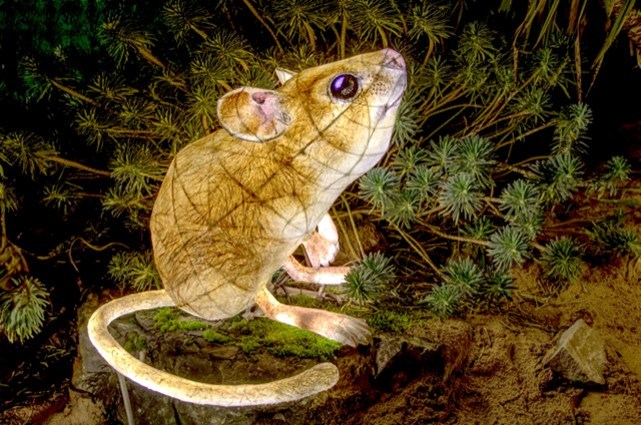 Heligan Night Garden image
