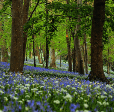 Spring walks at Antony Woodland Gardens image