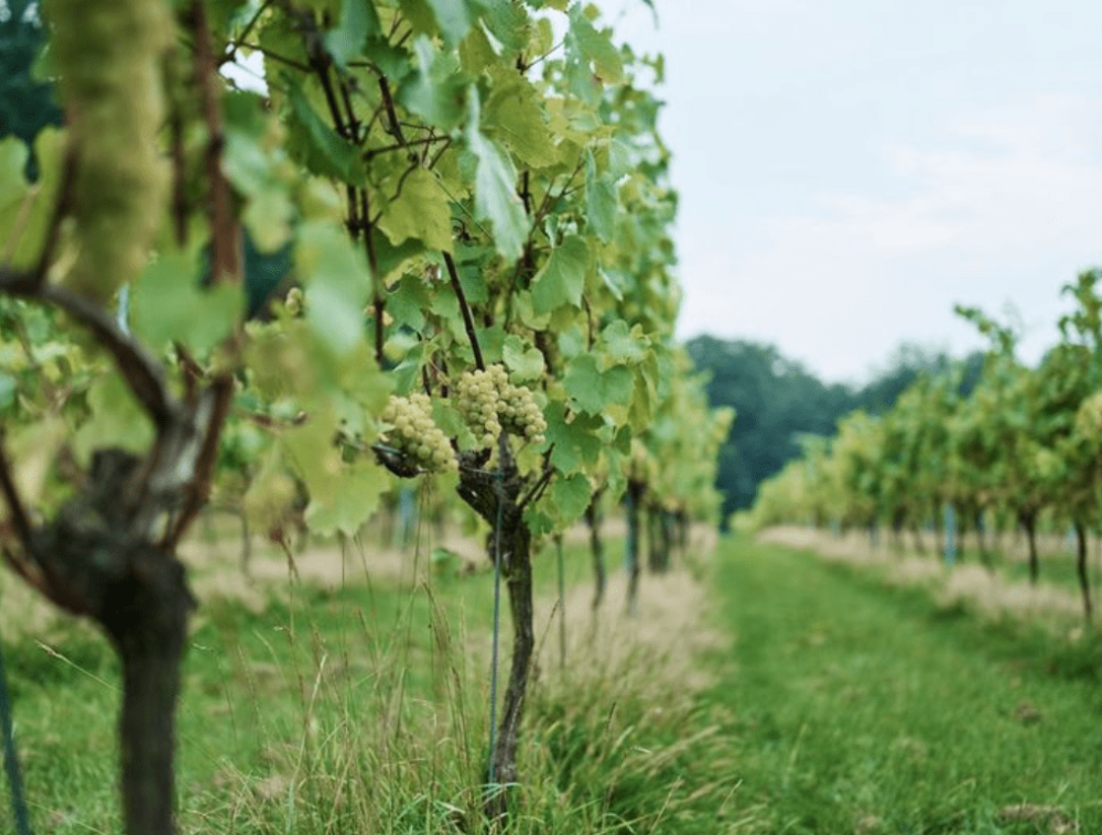 New Client : Forty Hall Vineyard image