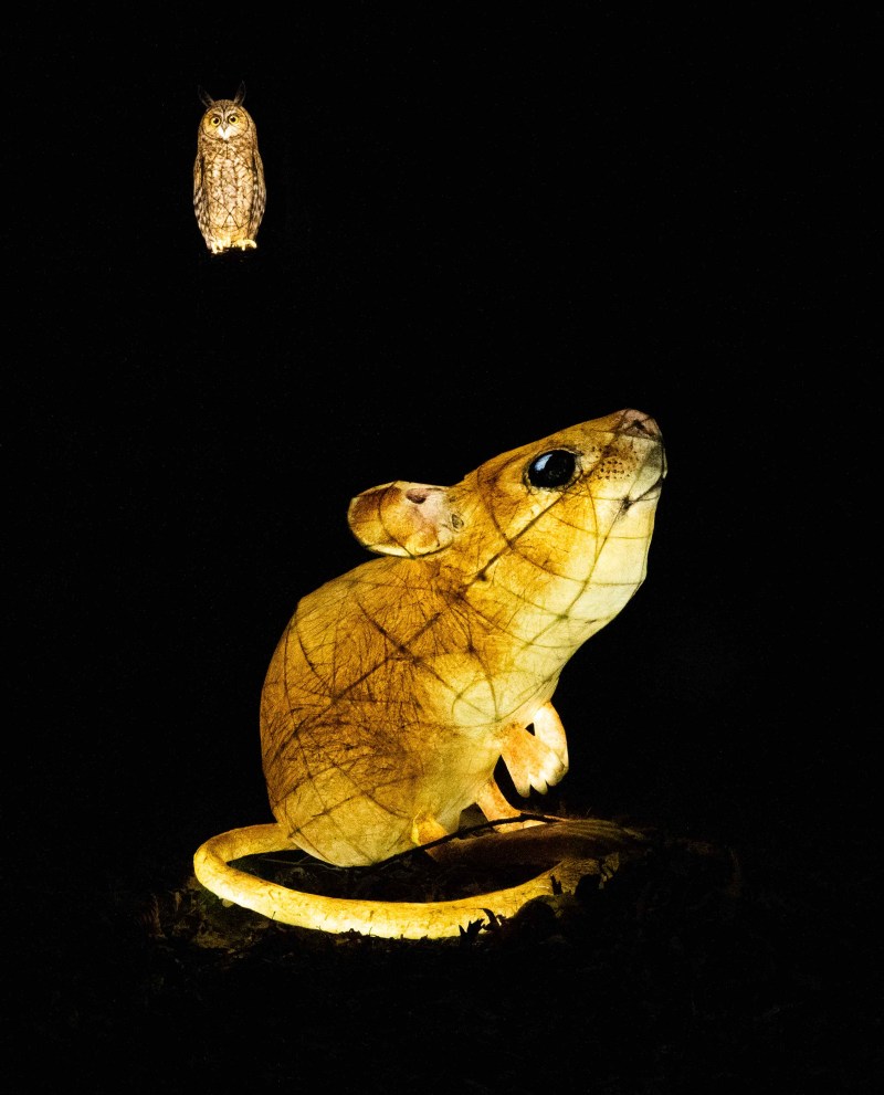 The Night Garden Returns to Heligan image